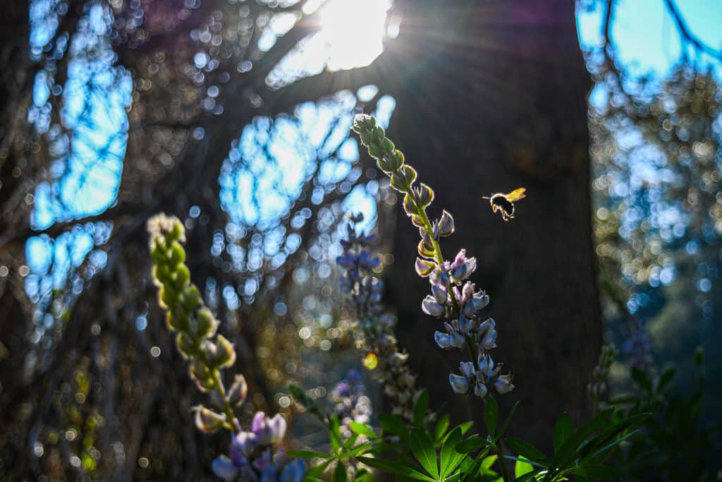 Bumblebee and lupine in Yosemite meadow