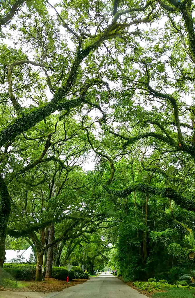 Fairhope, AL cascading oak trees in spring. 