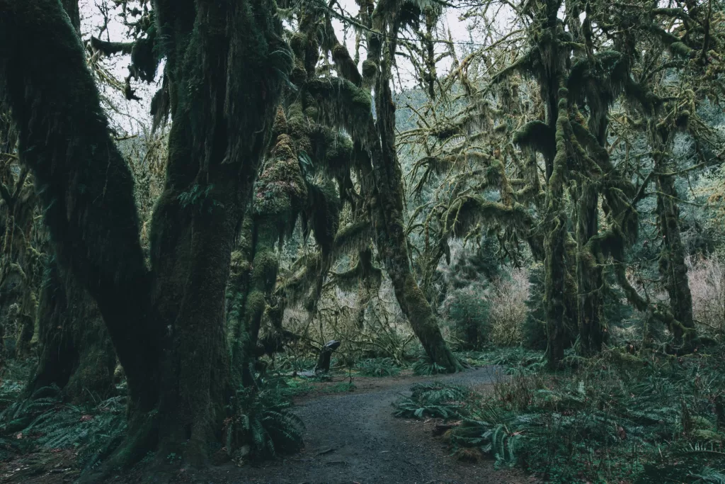 Hoh Rainforest Trail of Moss in Olympic National Park during a rainy summer day. 