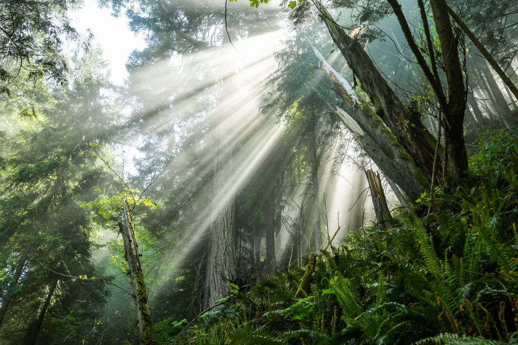 Sunlight shining through the trees in a misty forest of evergreen trees by the ocean in Olympic National Park. #