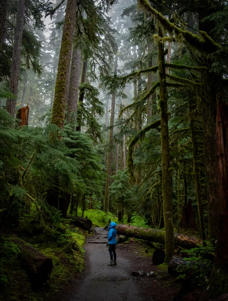 Hiking through an old growth forest of evergreen and spruce trees during the rain. #moodyforest #hiking #forest #oldgrowth #rainyforest #mistyforest 